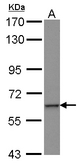 Sample (30 ug of whole cell lysate) A: HepG2 7.5% SDS PAGE ZNF37A antibody diluted at 1:1000