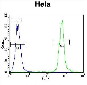 ZNF384 Antibody flow cytometry of HeLa cells (right histogram) compared to a negative control cell (left histogram). FITC-conjugated goat-anti-rabbit secondary antibodies were used for the analysis.