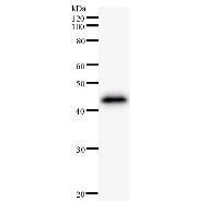 Western blot analysis of immunized recombinant protein, using anti-ZNF384 monoclonal antibody.