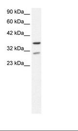 Fetal Brain Lysate