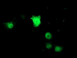 Anti-ZNF397 mouse monoclonal antibody immunofluorescent staining of COS7 cells transiently transfected by pCMV6-ENTRY ZNF397.