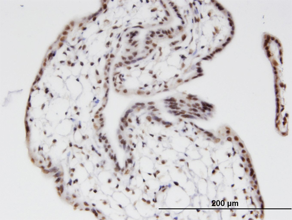 Immunoperoxidase of monoclonal antibody to ZNF397 on formalin-fixed paraffin-embedded human placenta. [antibody concentration 3 ug/ml]