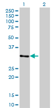 Western blot of ZNF397 expression in transfected 293T cell line by ZNF397 monoclonal antibody (M02), clone 1F8.