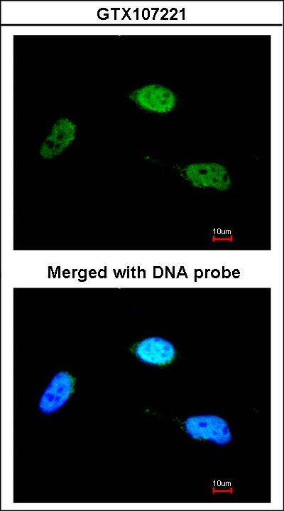 Immunofluorescence of paraformaldehyde-fixed HeLa, using ZNF398 antibody at 1:200 dilution.