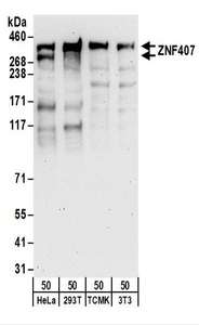 Detection of Human and Mouse ZNF407 by Western Blot. Samples: Whole cell lysate (50 ug) from HeLa, 293T, mouse TCMK-1, and mouse NIH3T3 cells. Antibodies: Affinity purified rabbit anti-ZNF407 antibody used for WB at 0.1 ug/ml. Detection: Chemiluminescence with an exposure time of 3 minutes.