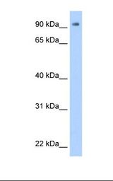 Transfected 293T cell lysate. Antibody concentration: 0.5 ug/ml. Gel concentration: 12%.