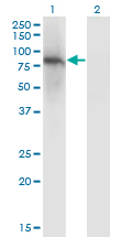 Western Blot analysis of ZNF41 expression in transfected 293T cell line by ZNF41 monoclonal antibody (M01), clone 4E9.Lane 1: ZNF41 transfected lysate (Predicted MW: 89.1 KDa).Lane 2: Non-transfected lysate.