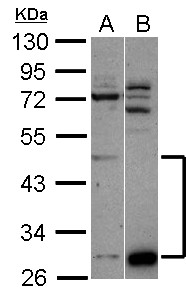 Sample (30 ug of whole cell lysate) A: A549 B: HepG2 10% SDS PAGE ZNF410 antibody diluted at 1:1000
