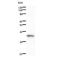 Western blot analysis of immunized recombinant protein, using anti-ZNF410 monoclonal antibody.
