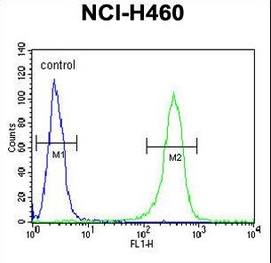 ZN473 Antibody flow cytometry of NCI-H460 cells (right histogram) compared to a negative control cell (left histogram). FITC-conjugated goat-anti-rabbit secondary antibodies were used for the analysis.