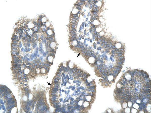ZNF498 antibody LS-C31977 was used in IHC to stain formalin-fixed, paraffin-embedded human intestine.