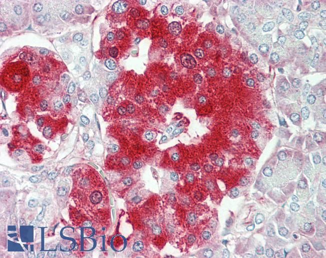 Anti-TNFRSF21 / DR6 antibody IHC staining of human pancreas. Immunohistochemistry of formalin-fixed, paraffin-embedded tissue after heat-induced antigen retrieval.