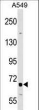 TNFRSF21 Antibody western blot of A549 cell line lysates (35 ug/lane). The TNFRSF21 antibody detected the TNFRSF21 protein (arrow).
