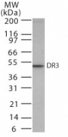 Western blot of DR3 in HeLa cell lysate using antibody at 0.5 ug/ml.