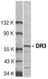 Western blot of DR3 in Jurkat total cell lysate with anti-DR3 (CT) at 1:500 dilution.