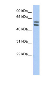 ZNF513 antibody LS-C101799 Western blot of HT1080 cell lysate.