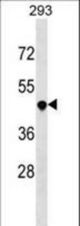TNFRSF25 Antibody western blot of 293 cell line lysates (35 ug/lane). The TNFRSF25 antibody detected the TNFRSF25 protein (arrow).