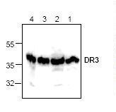 Western blot of DR3 antibody LS-B7731.Lane 4, rat kidney lysate; lane 3, NIH 3T3 cell lysate; lanes 2 and 1, Jurkat cell lysate.