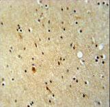 ZNF536 antibody immunohistochemistry of formalin-fixed and paraffin-embedded human brain tissue followed by peroxidase-conjugated secondary antibody and DAB staining.