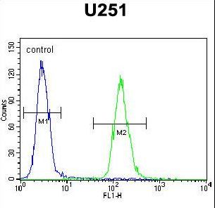 ZNF536 Antibody flow cytometry of U251 cells (right histogram) compared to a negative control cell (left histogram). FITC-conjugated goat-anti-rabbit secondary antibodies were used for the analysis.