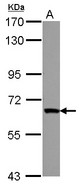 Sample (30 ug of whole cell lysate) A: NT2D1 7.5% SDS PAGE ZNF543 antibody diluted at 1:1000