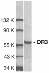 Western blot of DR3 in Jurkat total cell lysate with DR3 antibody at 1:1000 dilution.