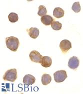 Immunocytochemistry of DR3 in Jurkat cells with DR3 antibody at 10 µg/ml.