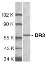 Western blot of DR3 in Jurkat total cell lysate with DR3 antibody at 1 ug/ml.