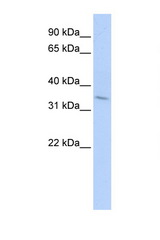 TNFRSF25 / DR3 antibody LS-C112289 Western blot of HepG2 Cell lysate. Antibody concentration 1 ug/ml.