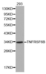 Western blot analysis of 293 cell lysate using TNFRSF6B antibody.