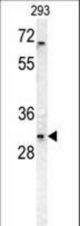 TNFRSF6B Antibody western blot of 293 cell line lysates (35 ug/lane). The TNFRSF6B antibody detected the TNFRSF6B protein (arrow).