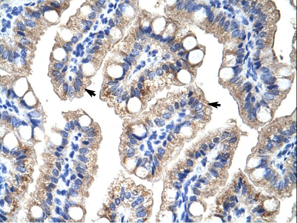 ZNF785 antibody LS-C30299 was used in IHC to stain formalin-fixed, paraffin-embedded human intestine.