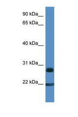 TNFRSF9 / CD137 antibody western blot of Human fetal liver lysate. Antibody concentration 1 ug/ml.