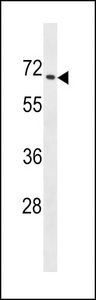ZNF93 Antibody western blot of CEM cell line lysates (35 ug/lane). The ZNF93 antibody detected the ZNF93 protein (arrow).
