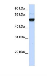 721_B cell lysate. Antibody concentration: 1.0 ug/ml. Gel concentration: 12%.