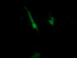 Anti-ZNRD1 mouse monoclonal antibody immunofluorescent staining of COS7 cells transiently transfected by pCMV6-ENTRY ZNRD1.
