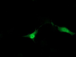 Anti-ZNRD1 mouse monoclonal antibody immunofluorescent staining of COS7 cells transiently transfected by pCMV6-ENTRY ZNRD1.