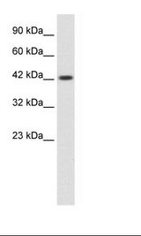 HepG2 Cell Lysate