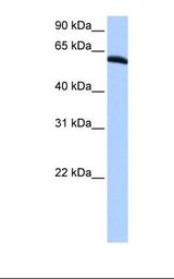 HepG2 cell lysate. Antibody concentration: 0.5 ug/ml. Gel concentration: 12%.