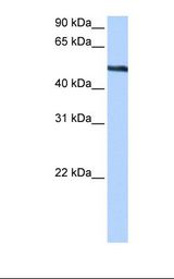 HepG2 cell lysate. Antibody concentration: 0.5 ug/ml. Gel concentration: 12%.