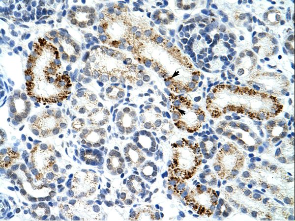 ZRSR2 antibody LS-C31154 was used in IHC to stain formalin-fixed, paraffin-embedded human kidney.