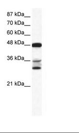 Hela Cell Lysate