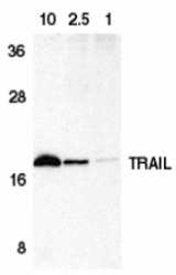 Western blot of TRAIL in HeLa cell lysate containing 10, 2.5, or 1 ng of recombinant protein containing extracellular domain of TRAIL with TRAIL antibody at 1 ug/ml.
