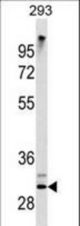 ZWINT Antibody western blot of 293 cell line lysates (35 ug/lane). The ZWINT antibody detected the ZWINT protein (arrow).