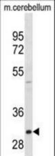 ZWINT Antibody western blot of mouse cerebellum tissue lysates (35 ug/lane). The ZWINT antibody detected the ZWINT protein (arrow).