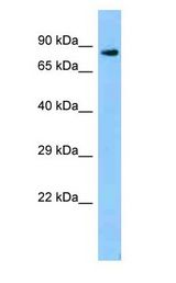 Zfp109 antibody Western Blot of Mouse Heart.