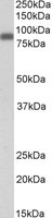 ZYX antibody (0.1 ug/ml) staining of Peripheral Blood Mononucleocytes lysate (35 ug protein in RIPA buffer). Primary incubation was 1 hour. Detected by chemiluminescence.