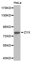 Western blot of extracts of HeLa cell lines, using ZYX antibody.