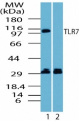 Western blot of human TLR7 in Ramos cell lysate in the 1) absence and 2) presence of immunizing peptide using antibody at 1 ug/ml.