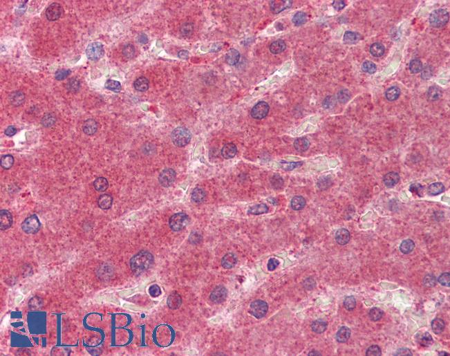 Anti-HPGD / 15-PGDH antibody IHC of human liver. Immunohistochemistry of formalin-fixed, paraffin-embedded tissue after heat-induced antigen retrieval. Antibody LS-B3599 concentration 2.5 ug/ml.